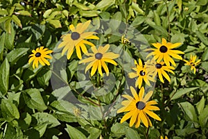 Rudbeckia fulgida