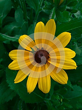 Rudbeckia fulgida Aiton