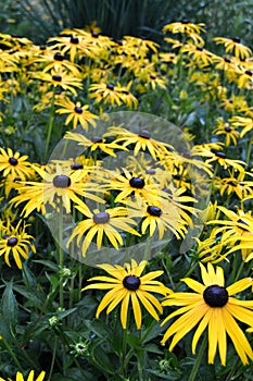 Rudbeckia fulgida black-eyed Susan photo