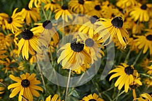 Rudbeckia fulgida in bloom