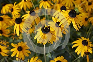 Rudbeckia fulgida in bloom