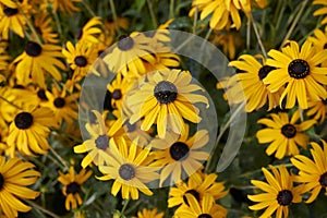 Rudbeckia fulgida in bloom