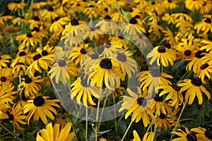 Rudbeckia fulgida in bloom