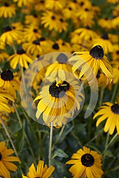 Rudbeckia fulgida in bloom