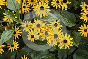 Rudbeckia fulgida blossom