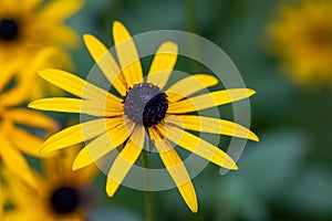 Rudbeckia fulgida deamii