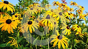 Rudbeckia Fulgida flowers meadow close up.