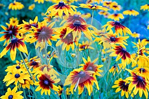 Rudbeckia fulgida flowers on a summer garden, selective focus