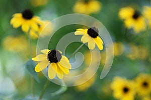 Rudbeckia fulgida `Gold sturm`.