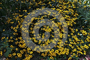 Rudbeckia fulgida `Gold sturm`.