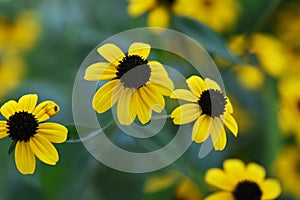 Rudbeckia fulgida `Gold sturm`. photo