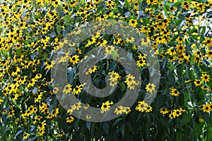 Rudbeckia fulgida `Gold sturm`. photo