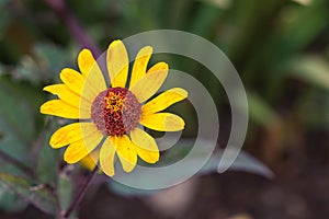 Rudbeckia fulgida `Goldstrum` orange coneflower in full bloom