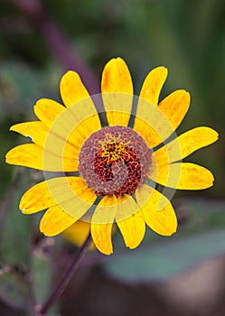 Rudbeckia fulgida `Goldstrum` orange coneflower in full bloom