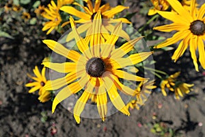 Rudbeckia fulgida Goldsturm Black Eyed Susan golden-orange flowers