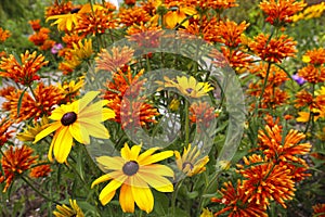Rudbeckia fulgida and lions tail plant in the summer garden