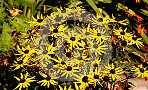 Rudbeckia \'Fulgida\' Little Goldstar.