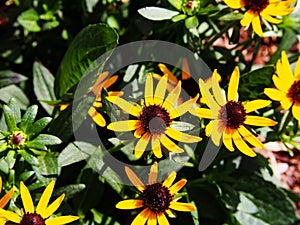 Rudbeckia fulgida 'Little Goldstar' (orange coneflower)