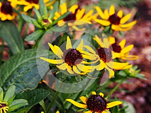 Rudbeckia fulgida 'Little Goldstar' (orange coneflower)