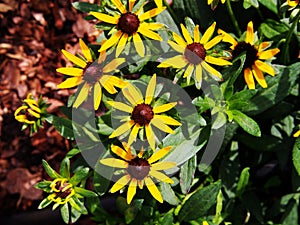 Rudbeckia fulgida 'Little Goldstar' (orange coneflower)