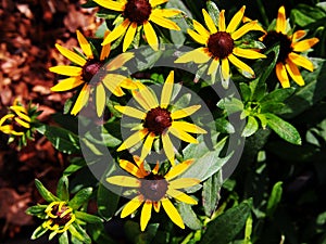 Rudbeckia fulgida 'Little Goldstar' (orange coneflower)