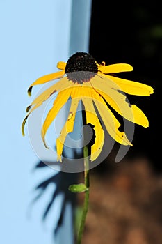 Rudbeckia fulgida, the orange coneflower or perennial coneflower