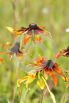 Rudbeckia fulgida, the orange coneflower or perennial coneflower