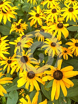 Rudbeckia fulgida, the orange coneflower or perennial coneflower,