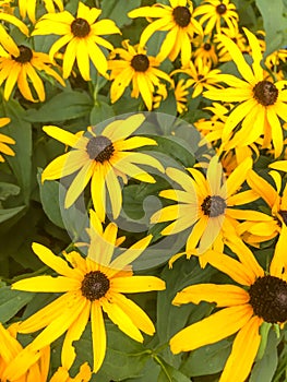 Rudbeckia fulgida, the orange coneflower or perennial coneflower,