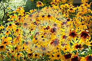 Rudbeckia fulgida orange yellow black-eyed flower texture background