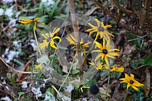 Rudbeckia fulgida under the snow in December in the garden. Berlin, Germany