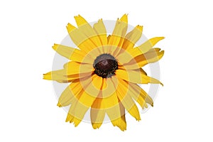 Rudbeckia `Gloriosa Double Gold` large yellow flower with brown