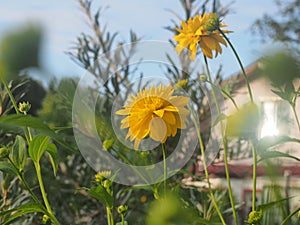 Rudbeckia Golden ball blooms in the garden. Yellow petals of garden flowers