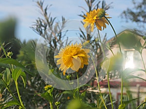 Rudbeckia Golden ball blooms in the garden. Yellow petals of garden flowers