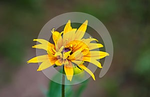 Rudbeckia Goldsturm or Black Eyed Susan flower