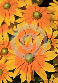 Rudbeckia with Green Centers photo