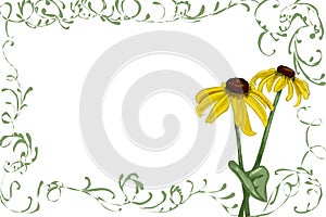 Rudbeckia with green vines