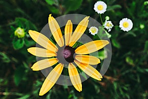 Rudbeckia Hirta, also known as black-eyed or brown-eyed Susan, b
