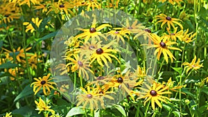 Rudbeckia hirta beautiful flowers with yellow petals. Black-eyed Susan flowering plant.