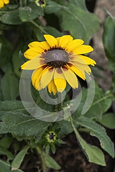 Rudbeckia hirta `Big Smileyz Love