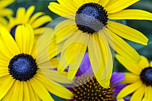 Rudbeckia hirta, black-eyed Susan