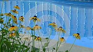 Rudbeckia Hirta Black Eyed Susan flowers by the pool