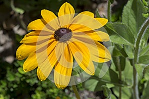 Rudbeckia Hirta Black-eyed Susan or Gloriosa Daisy