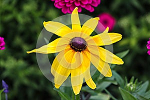 Rudbeckia hirta, Black-eyed Susan, is a native wildflower to East Tennessee that grows in fields and along roadsides.