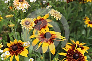 Rudbeckia hirta. Blackeyed susan yellow flowers bloom in the garden.