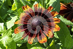 Rudbeckia hirta `Cappuccino`