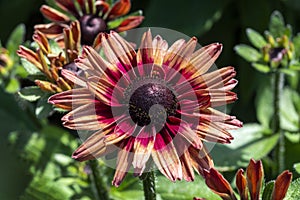 Rudbeckia hirta `Chim Chiminee`