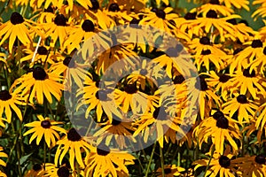 Rudbeckia hirta (Coneflower)