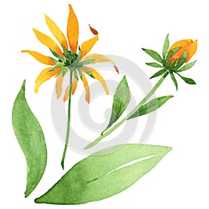 Rudbeckia hirta floral botanical flowers. Watercolor background set. Isolated rudbeckia illustration element.