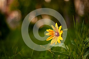 Rudbeckia hirta flower with shallow depth of field